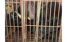 Nuôi gấu lấy mật ở Việt Nam không phải là phương pháp bảo tồn gấu
