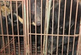  Nuôi gấu lấy mật ở Việt Nam không phải là phương pháp bảo tồn gấu